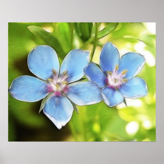 Póster Flores de Pimpernel Azul (Anagallis monelli) (Frente)