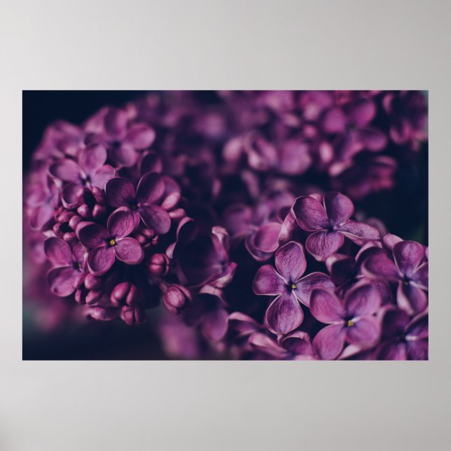 PÓSTER FLORES DE PINO (Frente)