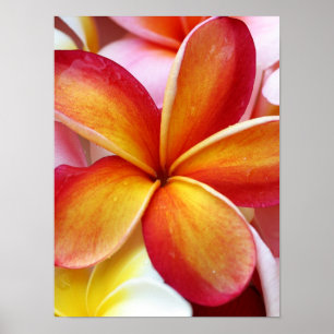 Póster Flores de Plumeria Frangipani Hawai Rojas Amarilla
