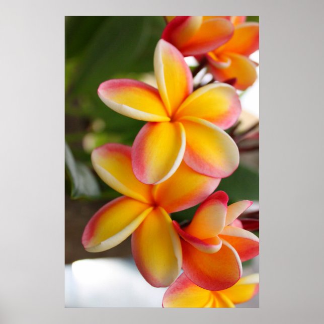 Póster Flores de plumeria roja y amarilla 2 (Frente)