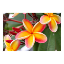 Flores de plumeria roja y amarilla 3