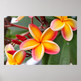 Póster Flores de plumeria roja y amarilla 3