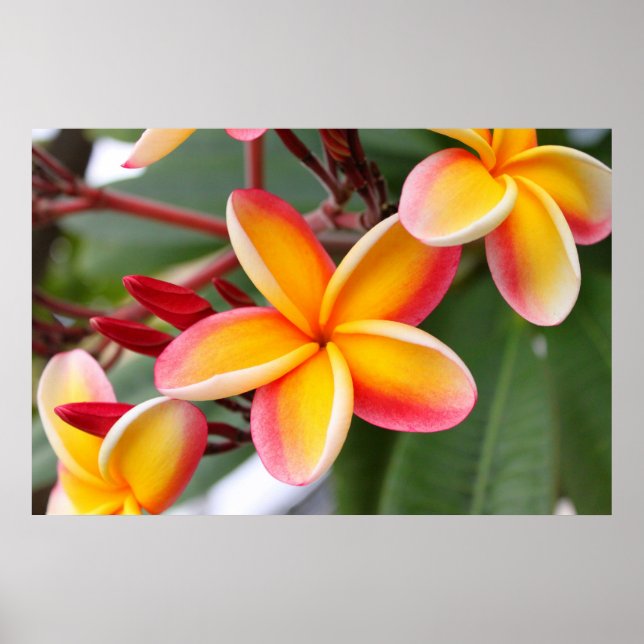 Póster Flores de plumeria roja y amarilla 3 (Frente)