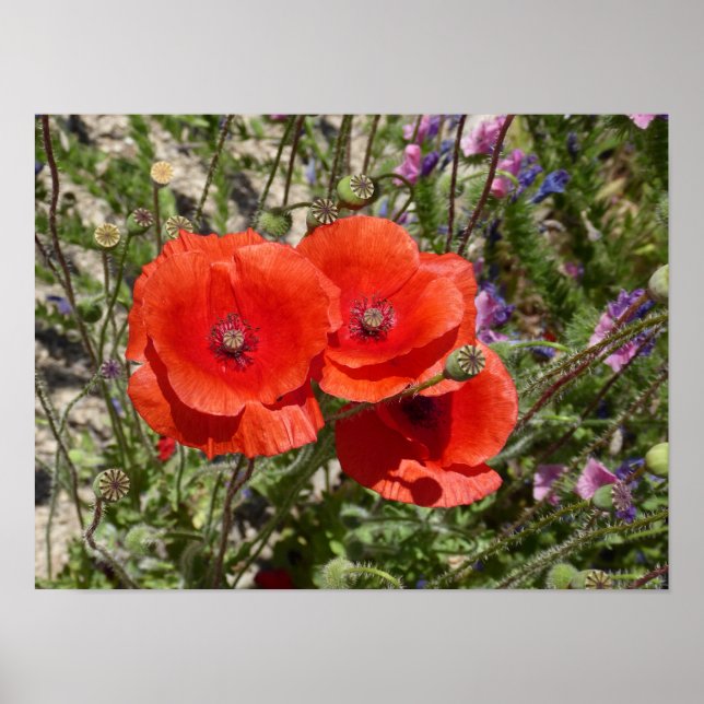 PÓSTER FLORES DE POBRE (Frente)