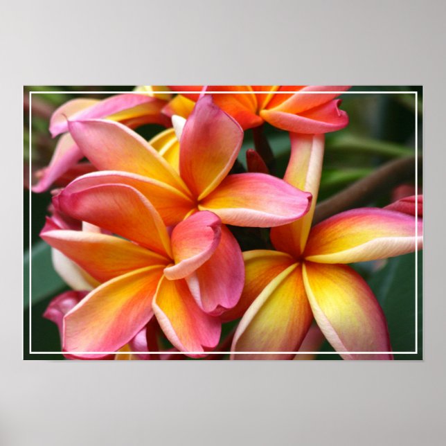 Póster Flores de poster-Plumeria (Frente)