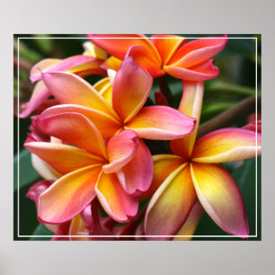 Póster Flores de poster-Plumeria
