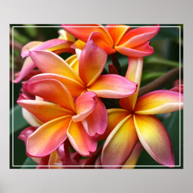 Póster Flores de poster-Plumeria (Frente)