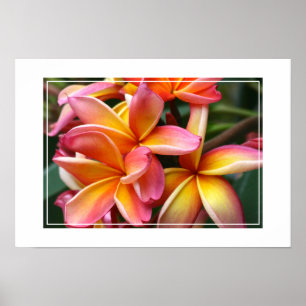 Póster Flores de poster-Plumeria