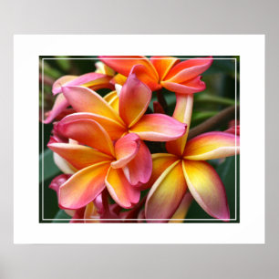 Póster Flores de poster-Plumeria