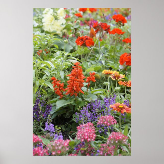 Póster Flores de primavera (Frente)