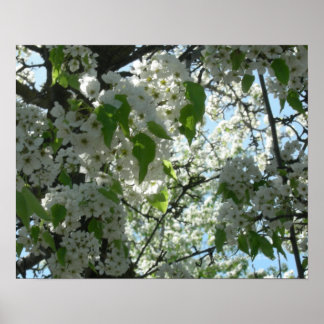Póster Flores de primavera