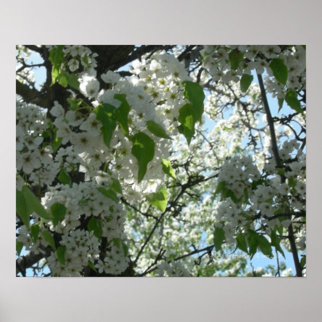 Póster Flores de primavera (Frente)