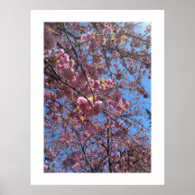 Flores de primavera