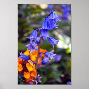 Póster Flores de primavera azul Hyacinthoides