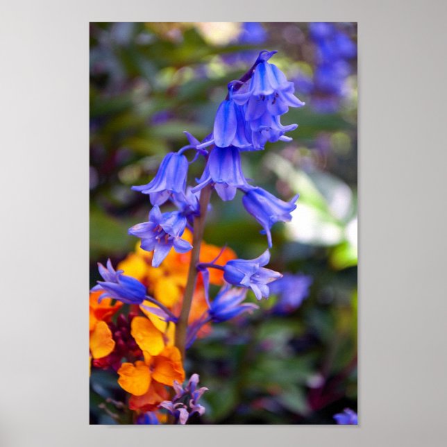 Póster Flores de primavera azul Hyacinthoides (Frente)