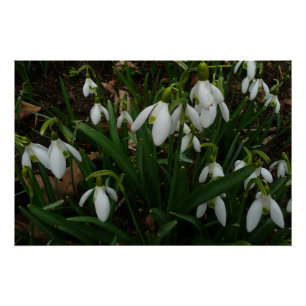 Póster Flores de Primavera Blanca (Galanthus)