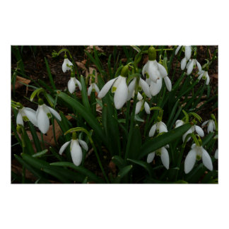 Póster Flores de Primavera Blanca (Galanthus)