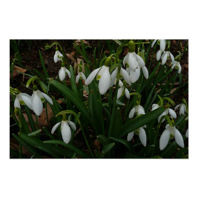 Póster Flores de Primavera Blanca (Galanthus) (Anverso)
