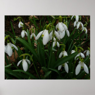 Póster Flores de Primavera Blanca (Galanthus)