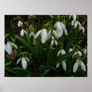 Póster Flores de Primavera Blanca (Galanthus)