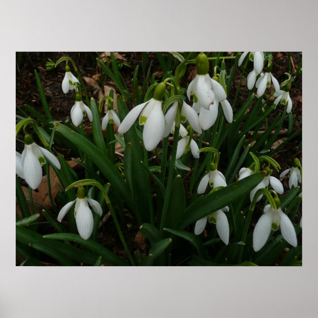 Póster Flores de Primavera Blanca (Galanthus) (Frente)
