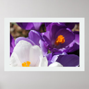 Póster Flores de primavera blanca y morada