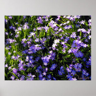 Póster Flores de primavera de Blue Squill