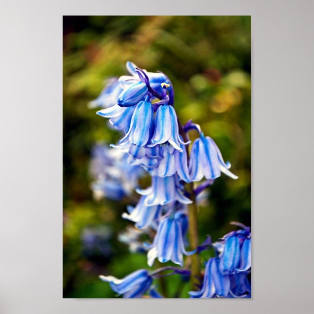 Póster Flores de primavera de Bluebells (Frente)