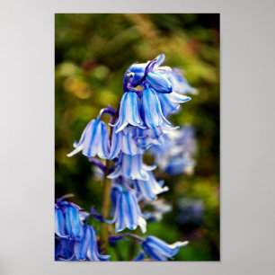 Póster Flores de primavera de Bluebells