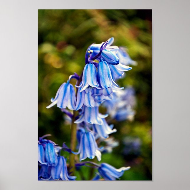 Póster Flores de primavera de Bluebells (Frente)