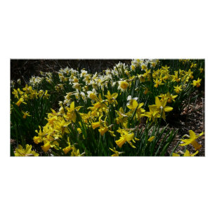 Póster Flores de primavera de los Daffodils amarillos y b