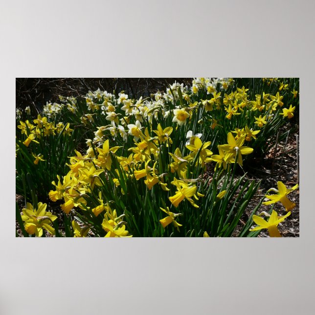 Póster Flores de primavera de los Daffodils amarillos y b (Frente)