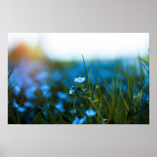 Póster Flores de primavera en campo