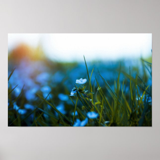 Póster Flores de primavera en campo (Frente)
