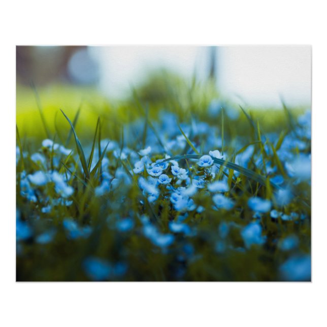 Póster Flores de primavera en el campo (Anverso)