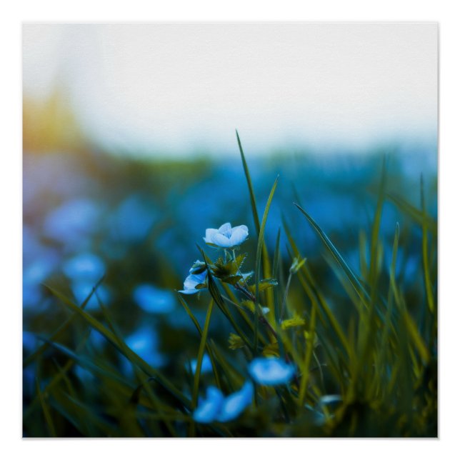 Póster Flores de primavera en el campo (Anverso)