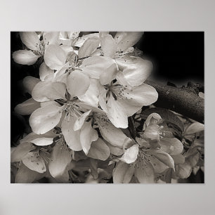 Póster Flores De Primavera Florecen En Blanco Y Negro