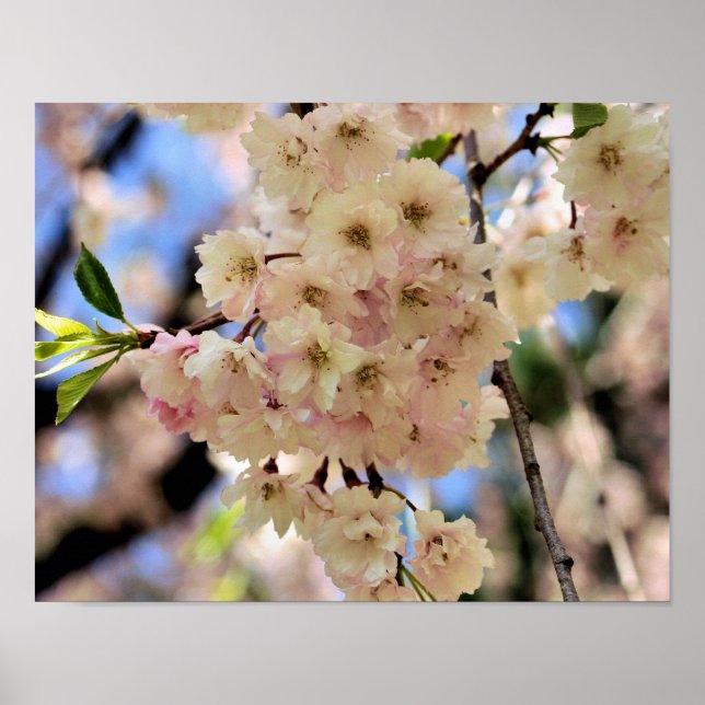 Póster Flores de primavera rosada 3 (Frente)