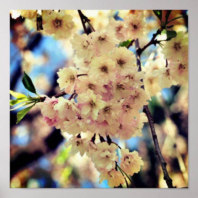 Póster Flores de primavera rosada 3 Cierre (Frente)