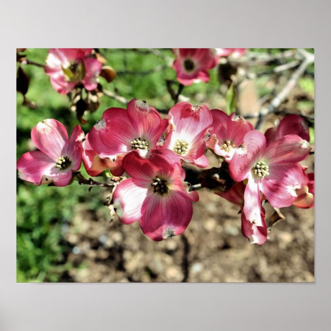 Póster Flores de primavera rosadas de dogwood (Frente)