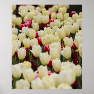 Póster Flores de primavera suaves
