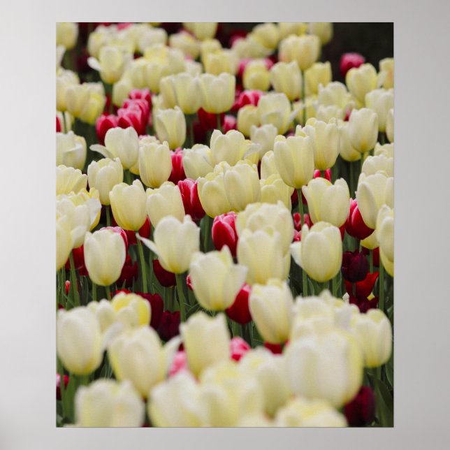 Póster Flores de primavera suaves (Frente)