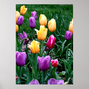 Póster Flores de primavera Tulipanes Jardín morado amaril