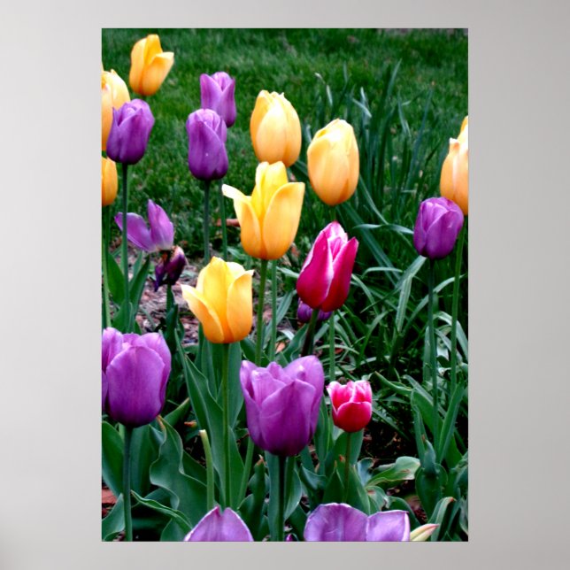 Póster Flores de primavera Tulipanes Jardín morado amaril (Frente)