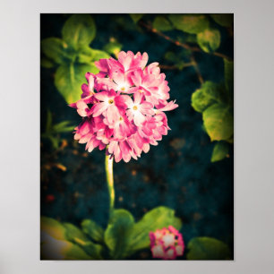 Póster Flores de Primula rosa
