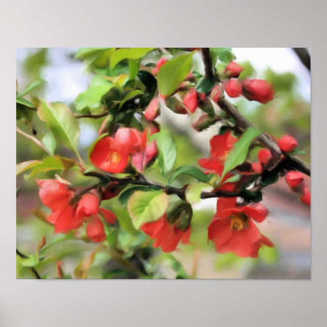 Póster Flores de Quince Rojo (Frente)