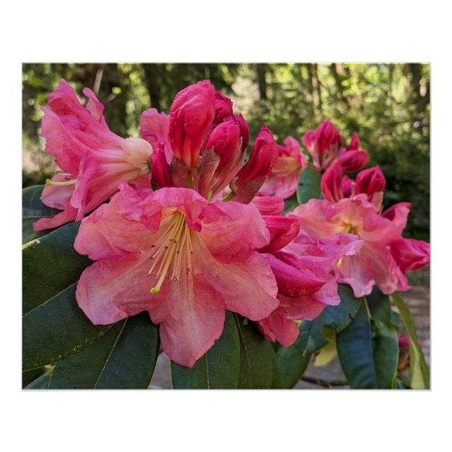 Póster Flores de Rhododendron Rosa (Anverso)