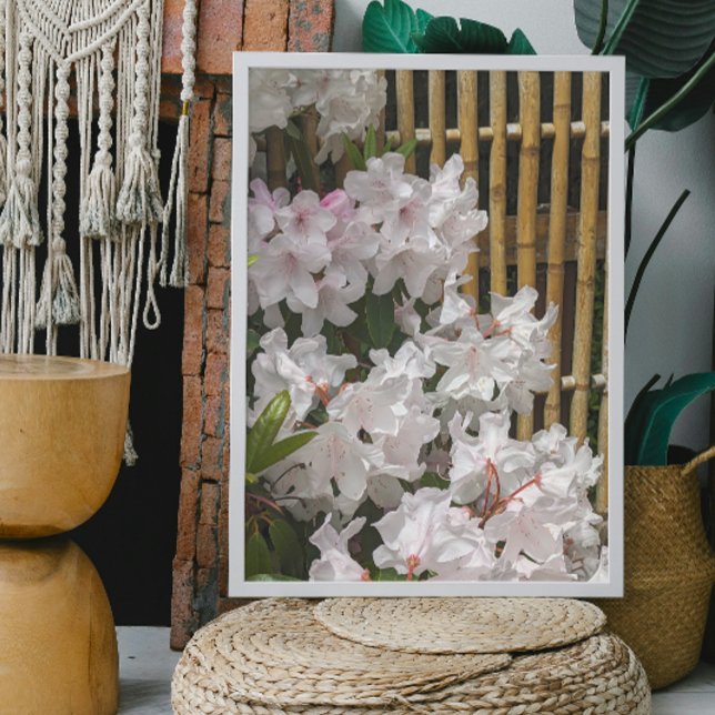 Póster Flores de rododendros blancos y flores de valla de (In Situ (Framed))