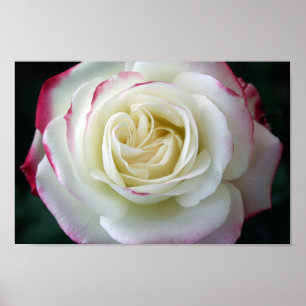 Póster Flores de Rosa Elegante Chic Mod Floral