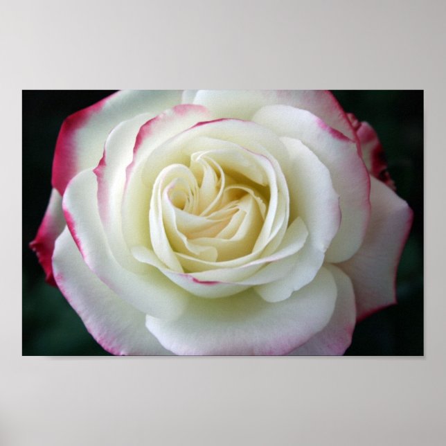 Póster Flores de Rosa Elegante Chic Mod Floral (Frente)